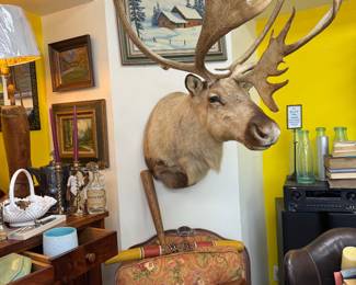 Our favorite Caribou mascot!