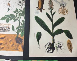 Gorgeous old botanical prints