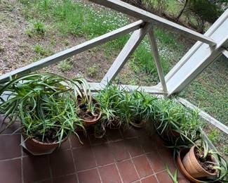Plants 