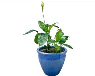 Peace Lily In A Glazed Ceramic Blue Planter