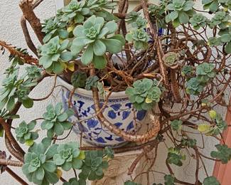 Aeonium Haworthii 'Pinwheel' in Blue and White Porcelain Planter