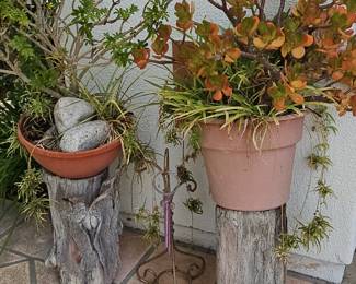 Rustic Log Plant Stands with Crassula Ovata (Jade Plant) and Assorted Succulents