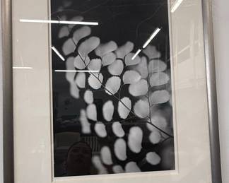 Black and White Botanical Fern Photography Print