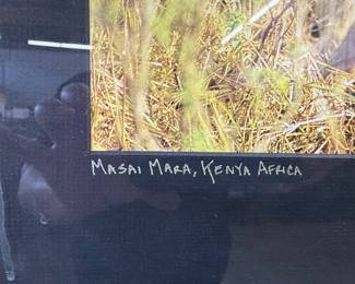 Cari Zellan Signed Lioness and Cub Photograph