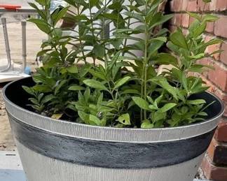 BARRELL PLANTER POT W FLOWERS