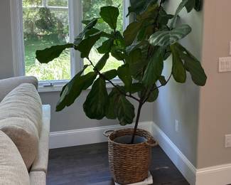Fiddle leaf fig