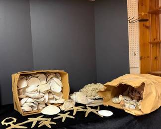 Mystery Lot of Sea Shells  More