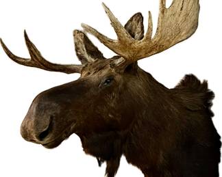 Vintage moose head mount