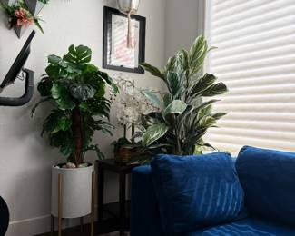 Assorted real and faux plants