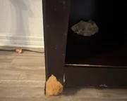 Cubbie legs chewed