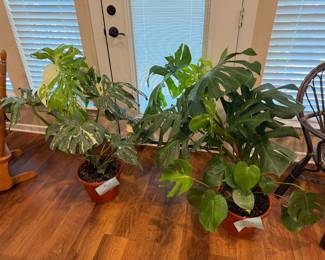 Lots of real plants in the house!
