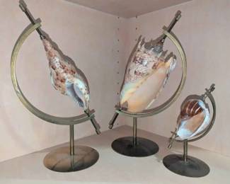 SM187Conch Shells
