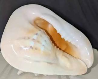 SM287VHorned Helmet Conch