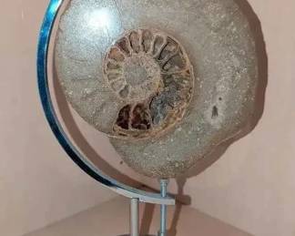 SM190Cut  Polished Ammonite Fossil 