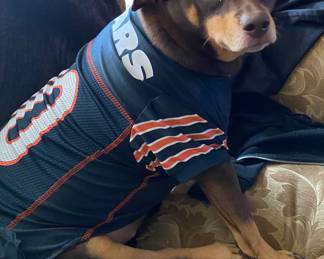 Zelda Chicago Bears WOOF!!! ( i am tired of typing this. FAMILY PET NFS!)