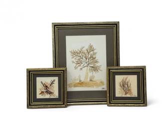 42 Framed1977MarineSeaweedBotanicalArtCollection3Pieces
