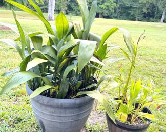 Set of 2 Potted Plants