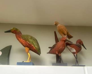 bird collection