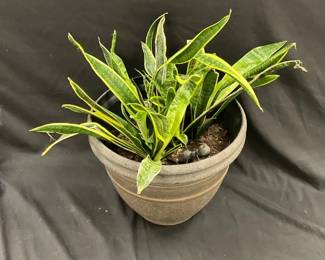 Snake Plant Metal Ant