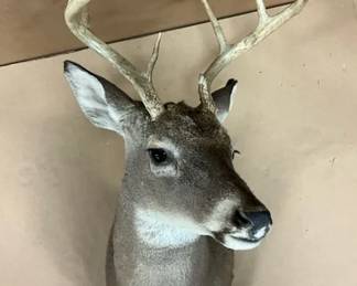 Taxidermy Deer Head