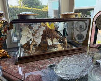 butterfly collections