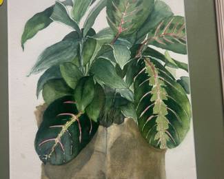 Banana plant