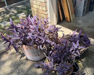 Plants and planters
