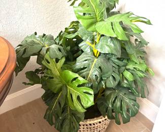 Silk plants