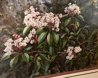 Jim Gray Mountain Laurel Print