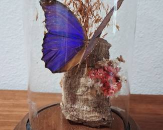 Vintage domed butterfly