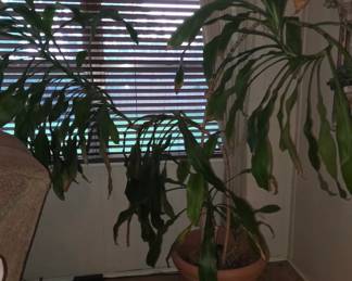 Large Plant - 30 years old