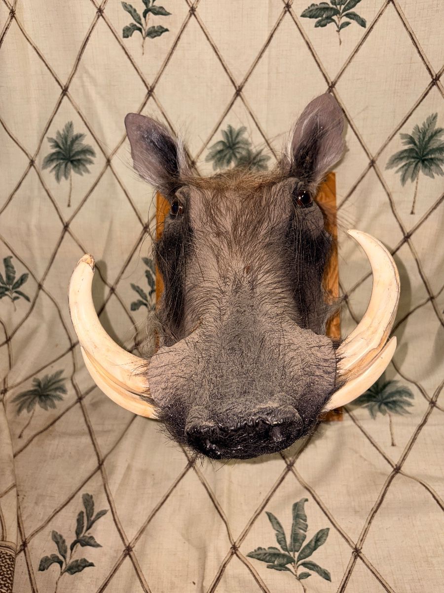 Big collection of taxidermy heads