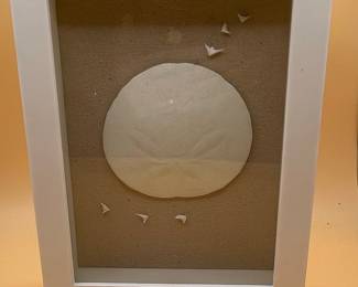 Framed Sand Dollar and Shark Teeth Shadowbox