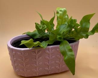 Bird's Nest Fern 'Crispy Wave' in Lavender Embossed Oval Planter