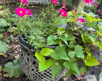 Metal planter with sweet Caroline and petunias.