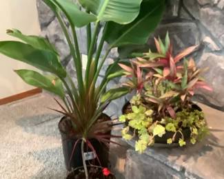 Three Live Plants