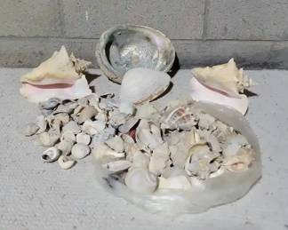 Seashell Collection