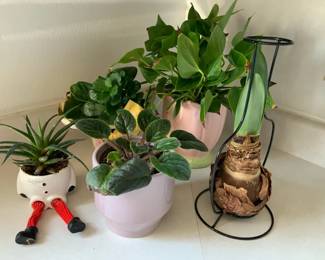Potted House Plants