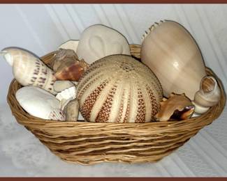 Pretty Shells