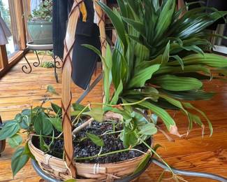 Woven Basket Planter with Plant