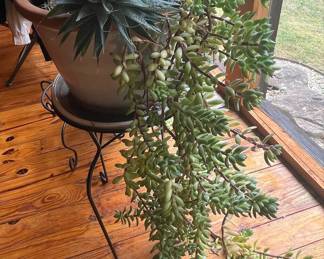 Burro's Tail Succulent Arrangement in Ceramic Planter
