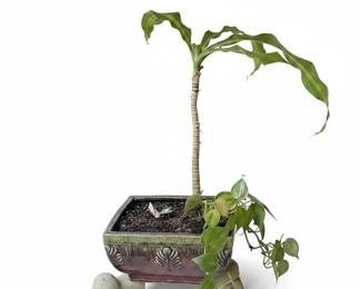 Dracaena Fragrans 'Massangeana' (Corn Plant) in Glazed Ceramic Planter