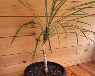 Dracaena Marginata Houseplant