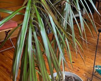 Dracaena Marginata Houseplant