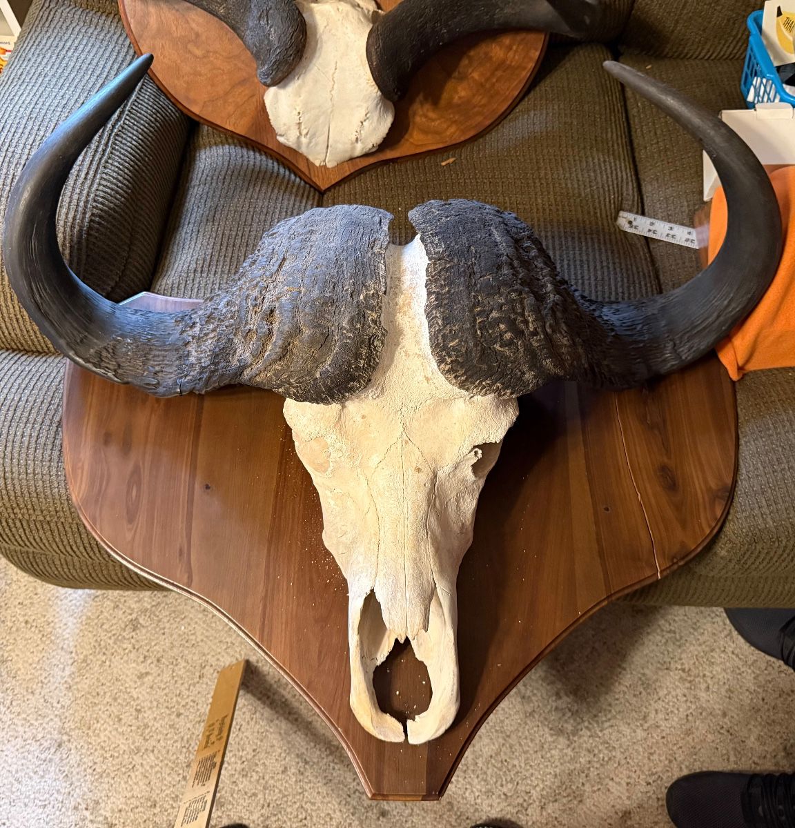 Cape Buffalo European Mount