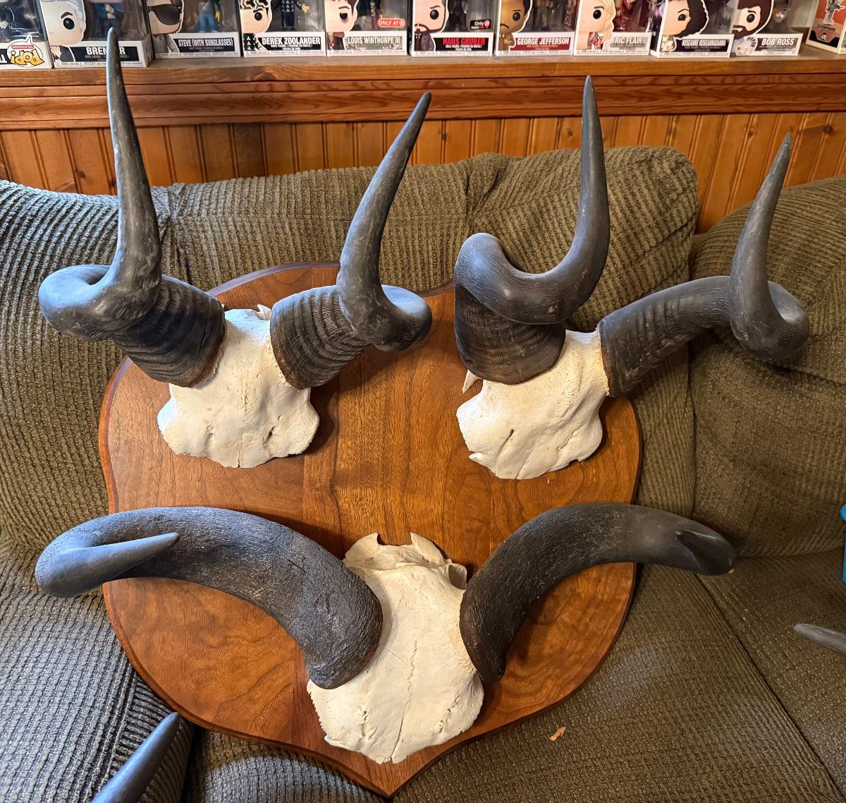 African Antelope Skull Cap & Horns Display (2 Red Hartebeest and 1 Blesbok) $400.00