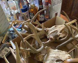 Deer Antlers & Skulls