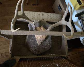 Deer Antler