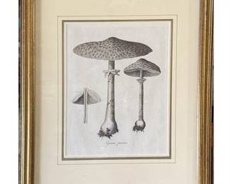 18th C Copper Plate Engraving Agaricus procerus (Parasol mushroom)