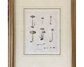 18th C Copper Plate Engraving Agaricus Glutinosus (Slimy mushroom)